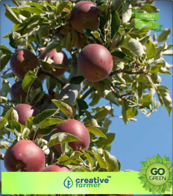 

Creative Farmer Fruit Seeds Apple - Benoni Variety Seeds For Farming Seed(20 per packet)
