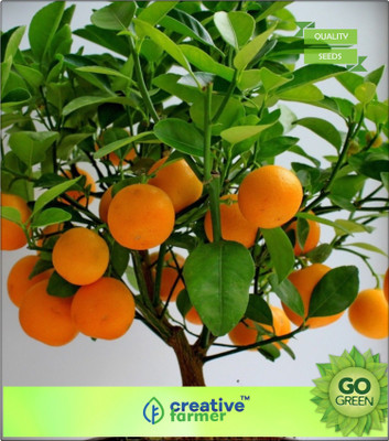 

Creative Farmer Fruit Seeds Orange Fruit Seed For Gardening Fruit Seeds Garden Pack Seed(20 per packet)
