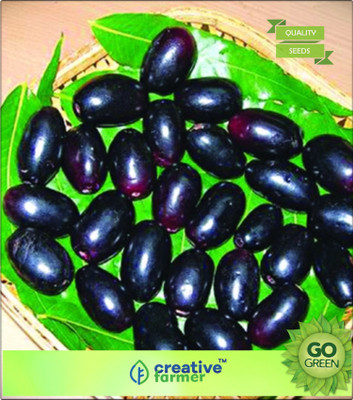 

Creative Farmer Fruit Seeds Naval Njaval Pazham Blackberry Like Fruit (Syzygium Cumini) Rare Fruit Seeds Seed(20 per packet)
