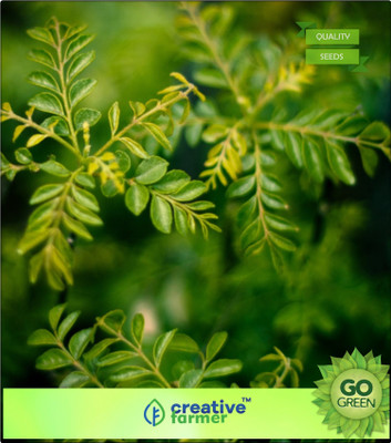 

Creative Farmer Karepaku, Karepeku Kari-Vepa-Chettu Seeds For Rainy Season Garden Plant Seeds Seed(20 per packet)