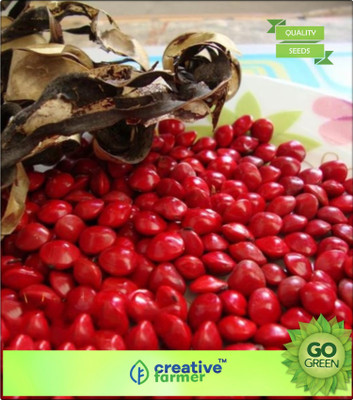 

Creative Farmer Tree Seeds Shade Tree Red Sandalwood Seeds For Farming Seed(20 per packet)