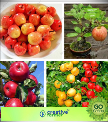 

Creative Farmer Red Apple Tree Seeds Plant For Outdoor Seed(20 per packet)