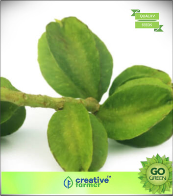 

Creative Farmer Tree Seeds Arjun Tree Seeds - Sita'S Favourite Tree Herbal Seeds For Gardening Seed(20 per packet)