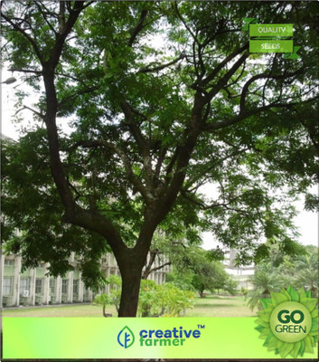 

Creative Farmer Lucky PlantÃÂ For Home Acacia Coral Seeds For Farming Seed(20 per packet)
