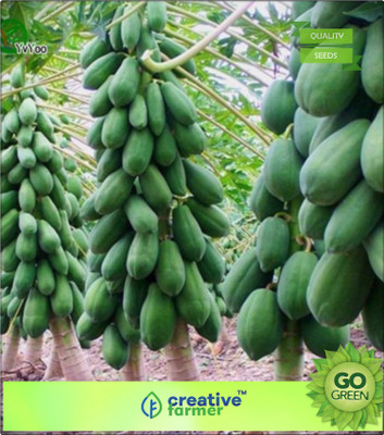 

Creative Farmer Fruit Seed - Papaya - Dwarf Variety Soft /Orange Flesh/ Large Fruit Plant Seeds Bonsai Plant Seeds Seed(20 per packet)