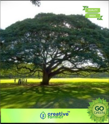 

Creative Farmer Crow Bean Tree Seed(20 per packet)