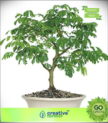 

Creative Farmer Mimosa Saman Seed(20 per packet)