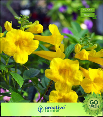 

Creative Farmer Koranekelar Yellow Bells Ornamental Tree Seeds Bonsai Plant Garden Flower Seeds Seed(20 per packet)