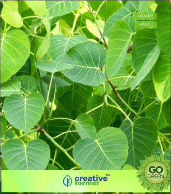 

Creative Farmer Air Purification Tree Ficus Caudata Seeds For Sale Seed(20 per packet)