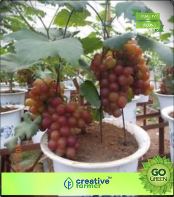 

Creative Farmer Green Skinned Best Fruit Seeds Kitchen Garden Pack Seed(20 per packet)