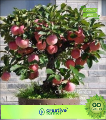 

Creative Farmer Apple Hazaratbali Variety Fruit Seed Plant For Indoor Compatable Bonsai Fruit Seeds Pack Seed(20 per packet)