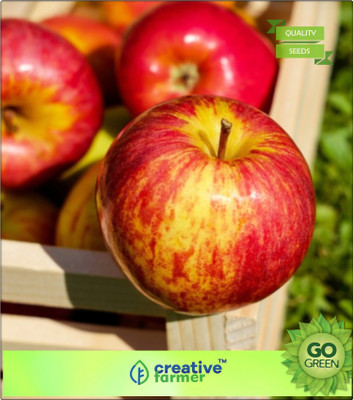 

Creative Farmer Fruit Seeds Apple Seeds Organic Seeds For Kitchen Garden Seed(20 per packet)