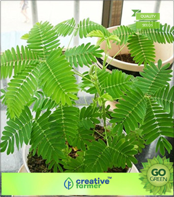 

Creative Farmer Dormilones Shameplant Seed(20 per packet)