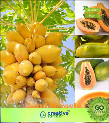 

Creative Farmer Fruit Seeds Fruit Seeds Dwarf Honey Papaya Tree Plant Container Garden Bonsai Plant Seeds Seed(20 per packet)