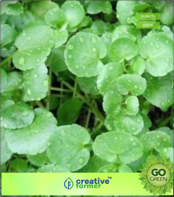

Creative Farmer Nasturtium Tworowed Watercress Seed(20 per packet)