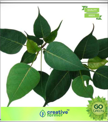 

Creative Farmer Pooyam Nakshathra Tree Seeds Sacred Fig Seed(20 per packet)