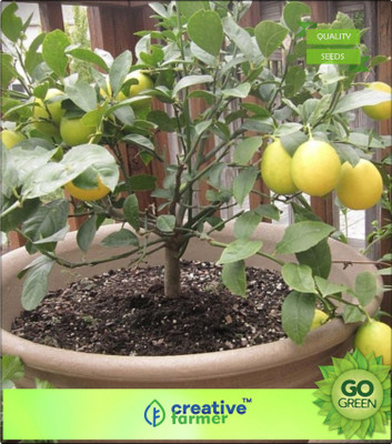 

Creative Farmer Fruit Seeds Edible Fruit Meyer Lemon Seeds, Exotic Citrus Lemon, Fresh Tree Seeds Sold 10 Seeds Fruit Seeds For Gardening Seed(20 per packet)