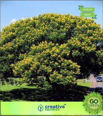 

Creative Farmer Yellow Flamboyant Seed(20 per packet)