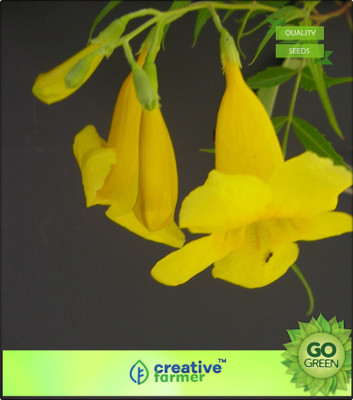

Creative Farmer Swarnapatti Yellow Flower Creeper Flower Plant Seeds For Front Yard Bonsai Plant Garden Flower Seeds Seed(20 per packet)