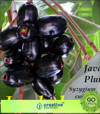 

Creative Farmer Fruit Seeds Syzygium Cumini Plum Plant Seeds Originally From Indonesia Fruit Seeds Pack Seed(20 per packet)