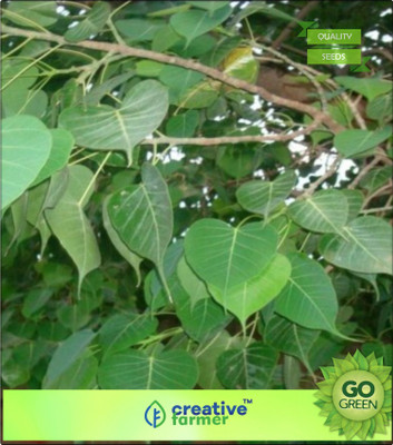 

Creative Farmer Tree Seeds ForÃÂ All Season Peepal Tree - Ficus Herb Seeds Seed(20 per packet)