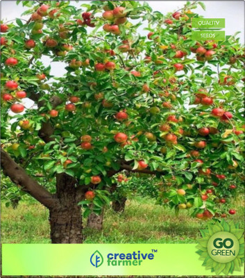 

Creative Farmer Fruit Seeds American Imported Yellow Golden Apple Seeds Fruit Seeds Seed(20 per packet)