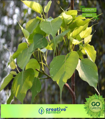 

Creative Farmer Tree Seeds ForÃÂÃÂ Home Garden Sacred Fig - Ficus Tree Seeds For Commercial Plantation Bonsai Tree Seeds Seed(20 per packet)