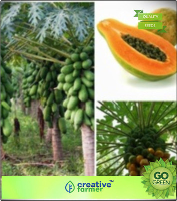 

Creative Farmer Papaya Seeds Very Sweet Best Fruit Seeds Seed(20 per packet)