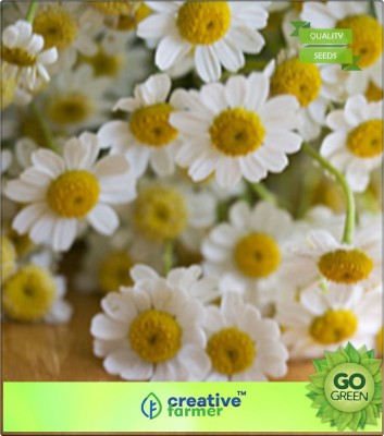 

Creative Farmer Garden Rare Herb Chamomile Plant Seeds Seed(20 per packet)