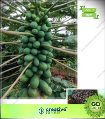 

Creative Farmer Rare Imported Dwarf Papaya Fruit Seeds For Farming Seed(20 per packet)