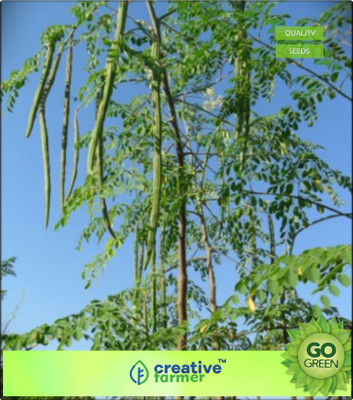 

Creative Farmer The Fern Tree Seed(20 per packet)