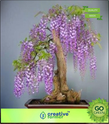 

Creative Farmer Jacaranda Acutifolia Seed(20 per packet)