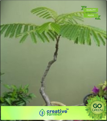 

Creative Farmer Zygia Saman Seed(20 per packet)