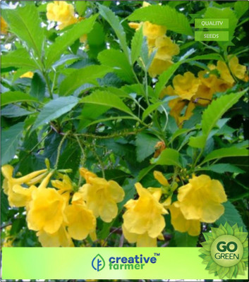 

Creative Farmer Ornamental Flowering Tree Yellow Bells Flower Seeds All Season Flowering Plant Seeds Seed(20 per packet)