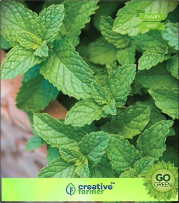 

Creative Farmer Mint Seeds For Gardening Kitchen Garden Seed(20 per packet)