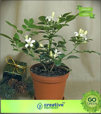 

Creative Farmer Kamini Flower - Shrub Blooms Most Of The Year Seed(20 per packet)