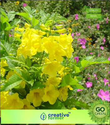 

Creative Farmer Ornamental Flowering Tree Yellow Bells Flower Seeds All Season Bonsai Plant Garden Flower Seeds Seed(20 per packet)