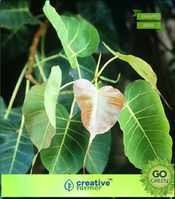 

Creative Farmer Fig Trees Ficus Religiosa - Aralimara Seeds Of Plants Seed(20 per packet)