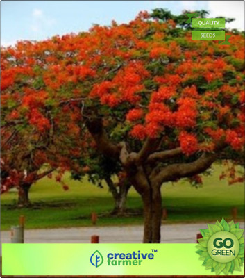

Creative Farmer Krishnachura Seed(20 per packet)