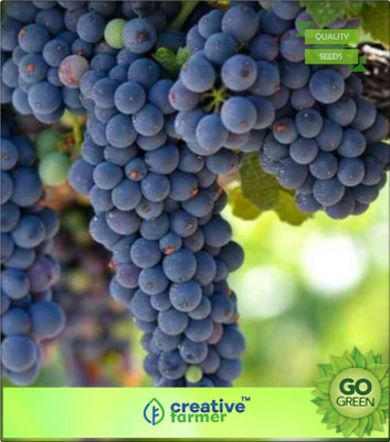 

Creative Farmer Seeds Of Fleshy Fruits Live Grapes Plant Sweet Grapes Vine Fruit Plant Seeds Plant Seeds For Garden Kitchen Garden Seed(20 per packet)