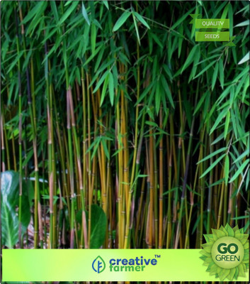 

Creative Farmer Bamboo Seeds For Garden Bamboo Seeds Seed(20 per packet)