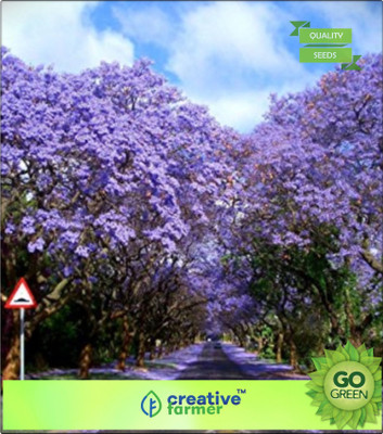 

Creative Farmer Jacaranda Mimosifolia Seed(20 per packet)