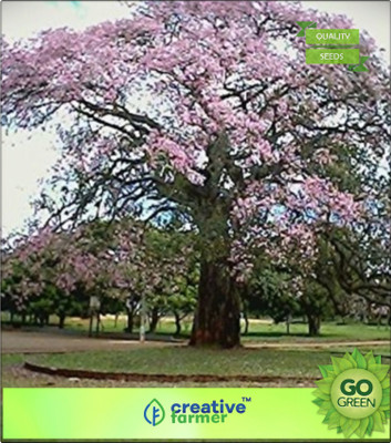 

Creative Farmer Red Crepe Myrtle Seed(20 per packet)