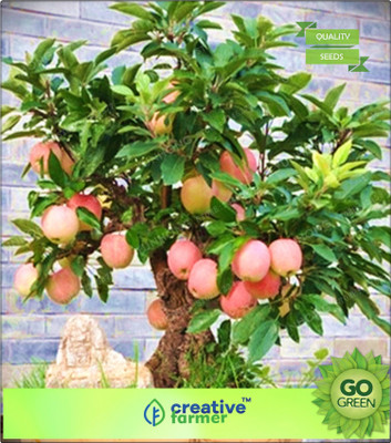 

Creative Farmer Malus Domestica Apple For Outdoor Plants Seed(20 per packet)