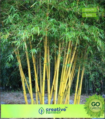 

Creative Farmer Punartham Nakshathra Tree Seeds Bamboo Bamboo Seeds Seed(20 per packet)
