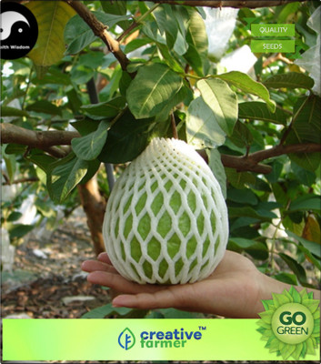 

Creative Farmer Fruit Seeds Thai Guava - Imported Plant Seeds Seed(20 per packet)