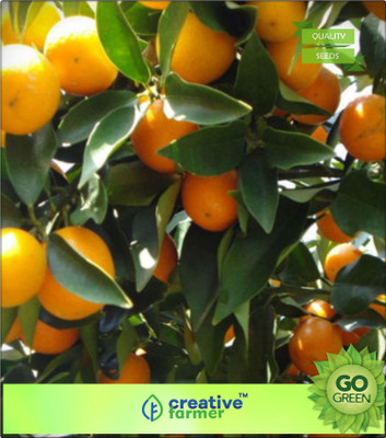 

Creative Farmer Common Orange Fruit Seeds Fruit Seeds Garden Pack Seed(20 per packet)