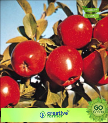 

Creative Farmer Fruit Seeds Apple Seeds Plant For Gardening Seed(20 per packet)