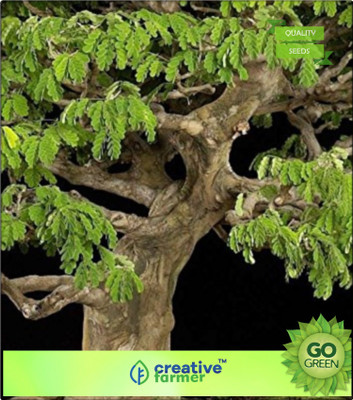 

Creative Farmer Mimosa Saman Seed(20 per packet)