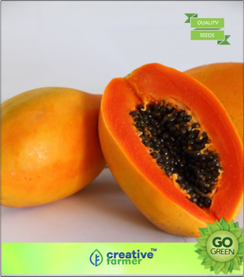 

Creative Farmer Papaya Seeds Originally From Southern Mexico Plant Seeds For Home Depot Bonsai Plant Seeds Seed(20 per packet)